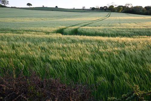 The image shows a rural landscape in the Peak District in the United Kingdom during a spring evening. The main subject is a wheat field with prominent tramlines running through the growing crops, highlighting agricultural activity in the area. Bathed in the low light of evening, the photograph captures the gentle movement of wheat in the breeze, with distant trees marking the field boundaries. This landscape nature photograph illustrates the agricultural character of the fields and exemplifies the role of tramlines in crop management within a rural countryside setting.